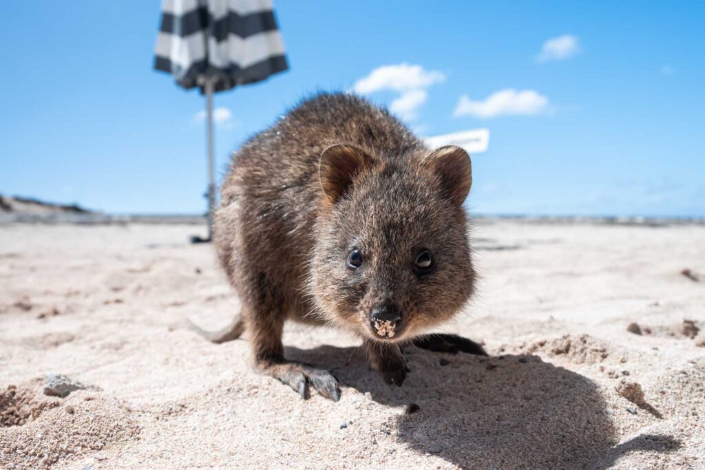 Quooka Rottnest Island sand Australia