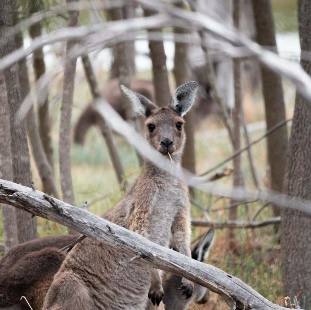 kangaroo australia my trip blog