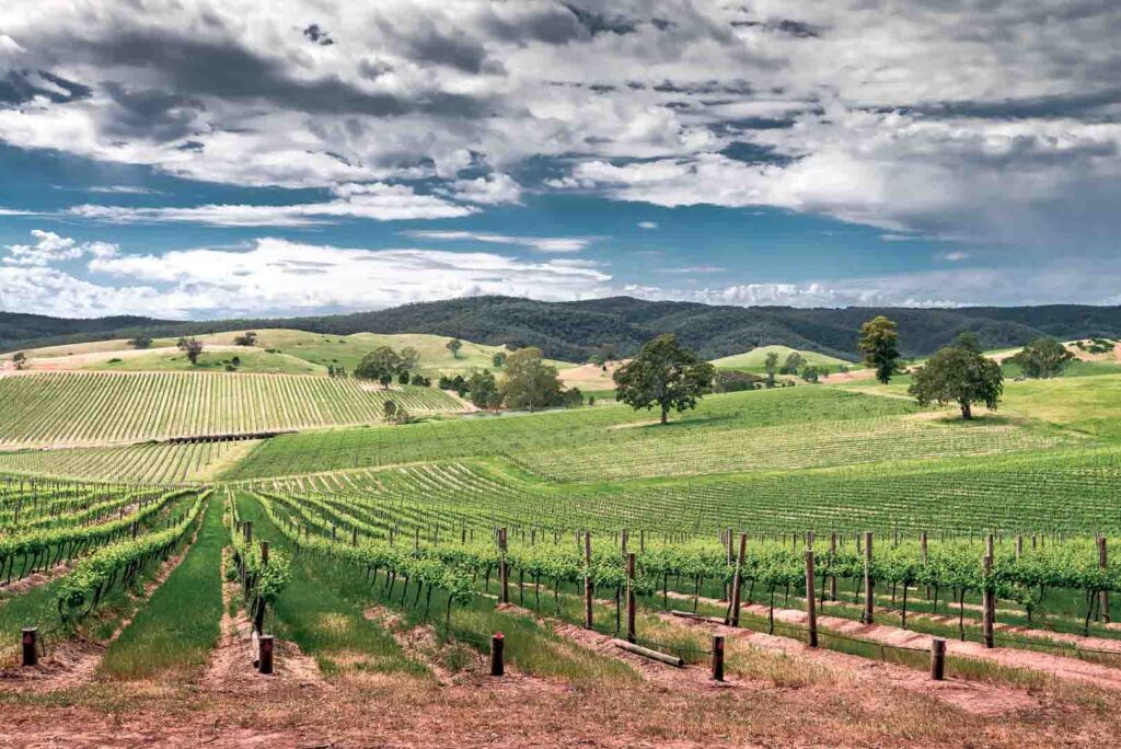 Vine yards Adelaide Hills south Australia mountain backdrop blue sky