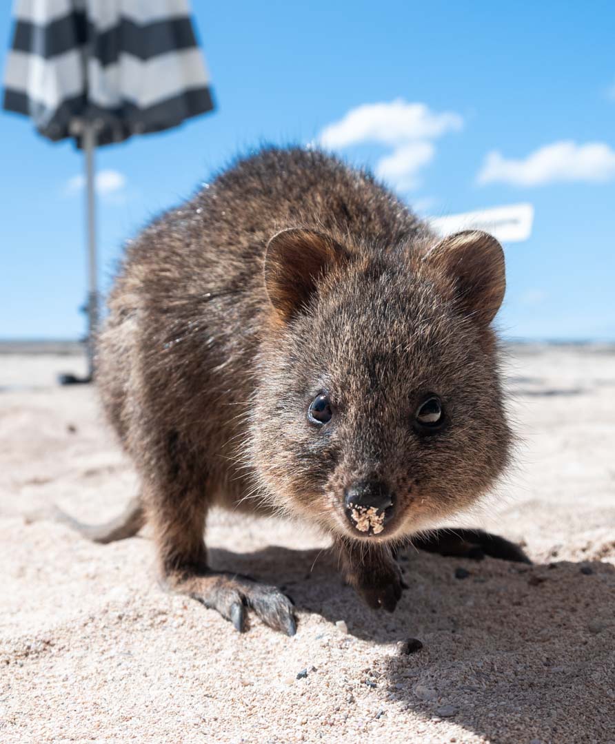 Quokka Australia beach Rottnest Island