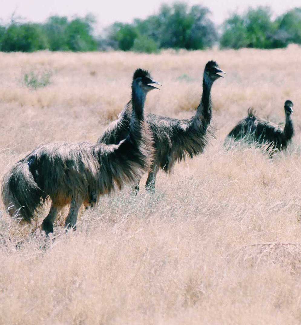 emus Australia South my trip blog