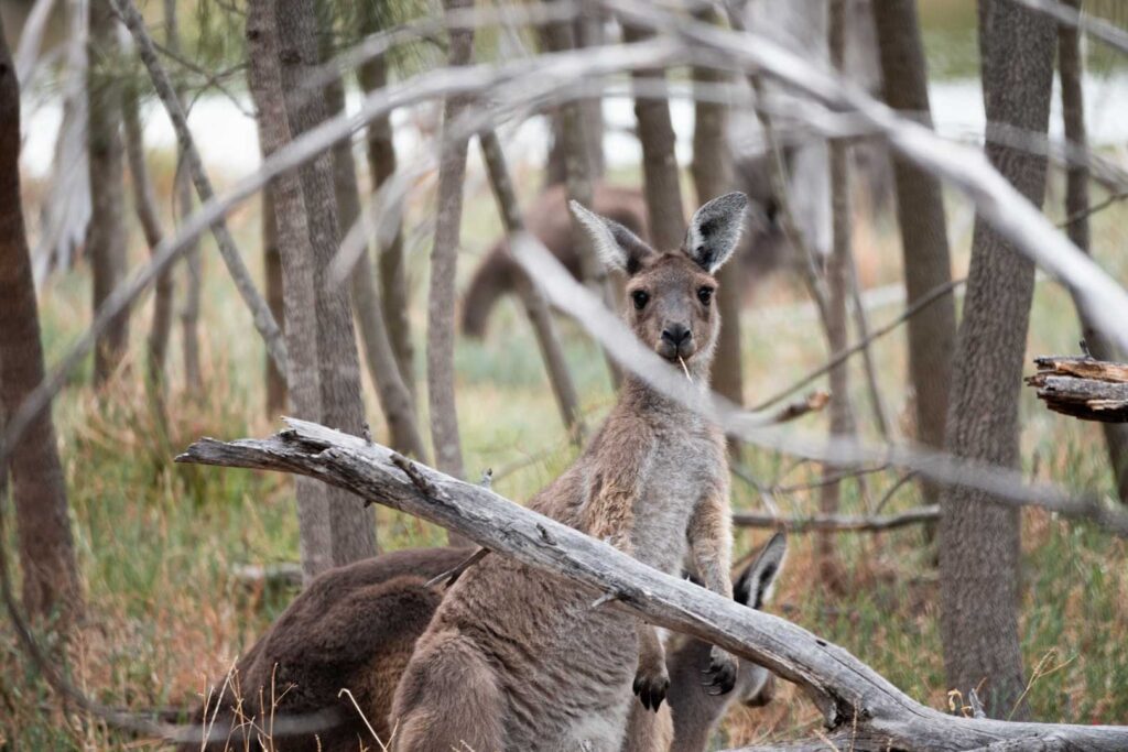 kangaroo South Australia camping best caravan parks